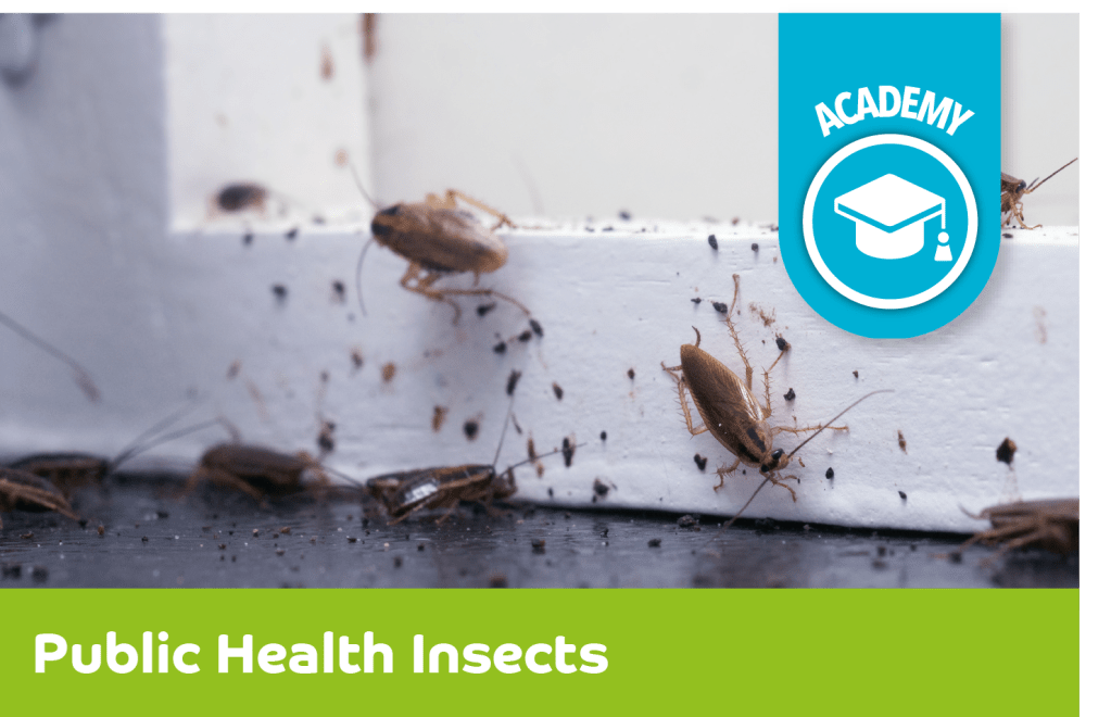 Public Health Insects