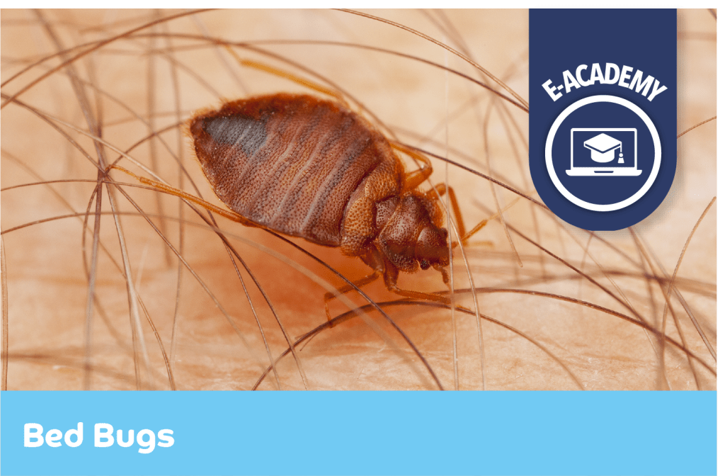Bed Bugs